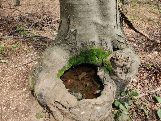 Netolerancija ili izvor ispod površine zemlje koji nikad ne ugleda sunce 