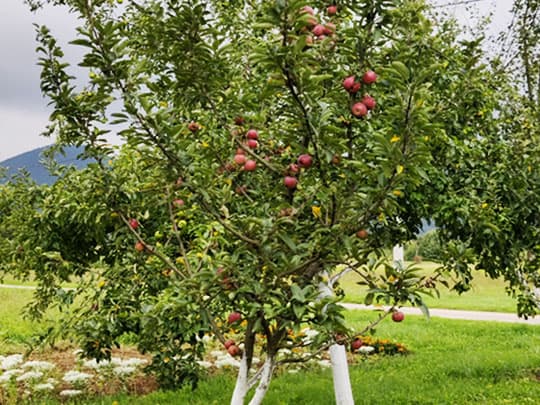Prijateljstvo ili drvo na kojem raste razumijevanje, toplina, nježnost, povjerenje, poštovanje i ljubav